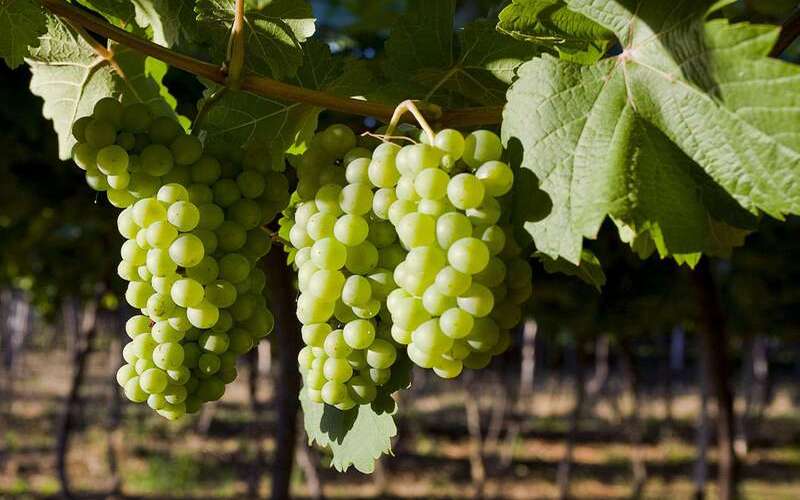 Chenin Blanc là giống nho chủ đạo tại Nam Phi