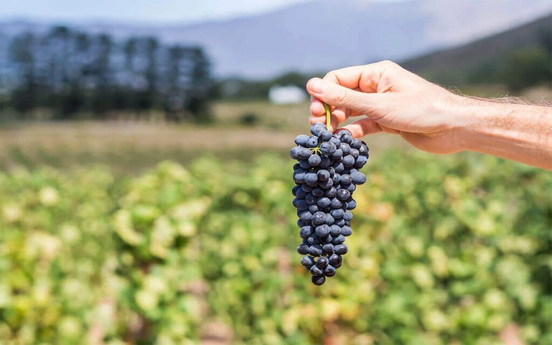 Giống nho Pinotage là giống nho đỏ đặc trưng của Nam Phi